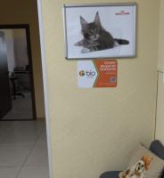 Ветеринарная клиника Белый Кот, Филёвский б-р 41, Филёвский бульвар, дом 41