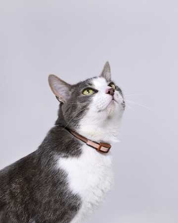 фото Ошейник от блох и клещей АВЗ Барс ® для кошек, 35 см